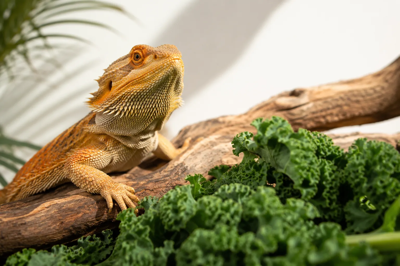 Can Bearded Dragons Eat Kale?
